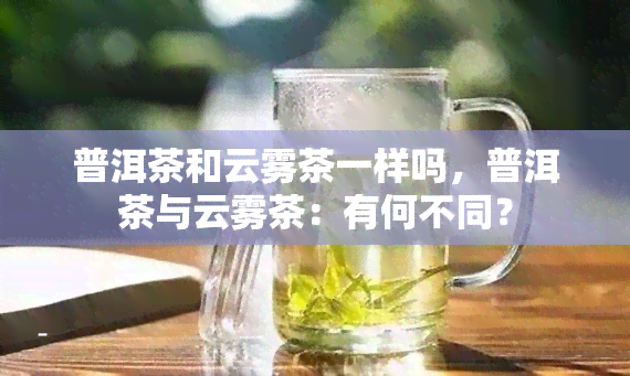 普洱茶和云雾茶一样吗，普洱茶与云雾茶：有何不同？