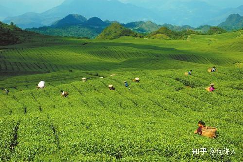 四川恩施富硒贡茶哪里买