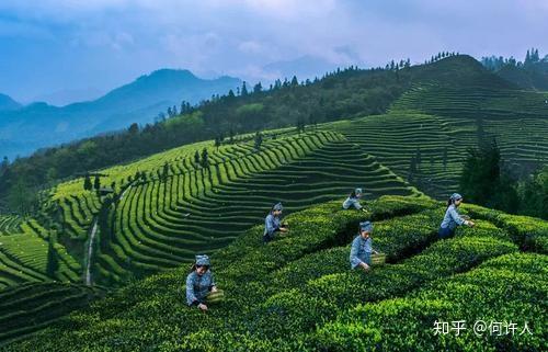 四川恩施富硒贡茶哪里买