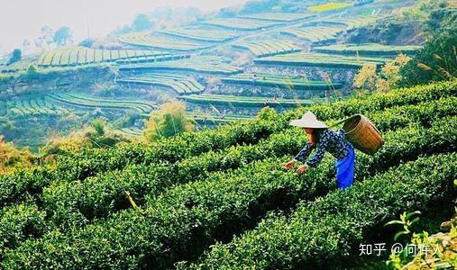 四川恩施富硒贡茶哪里买