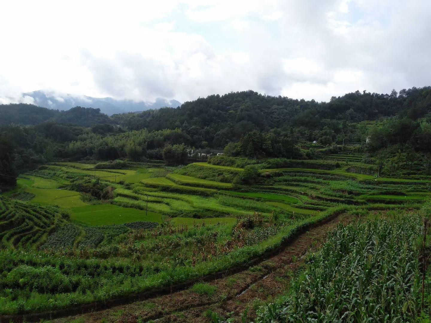 四川恩施富硒贡茶哪里买