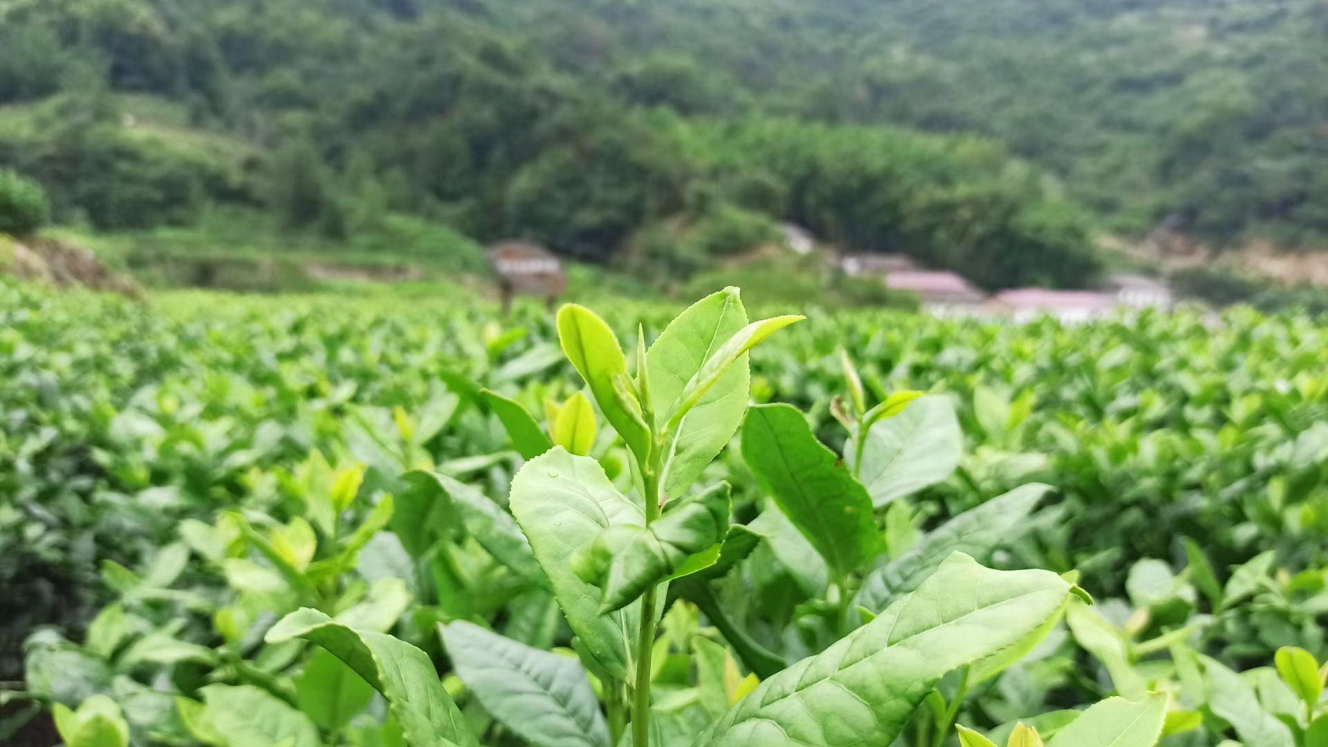 四川恩施富硒贡茶哪里买