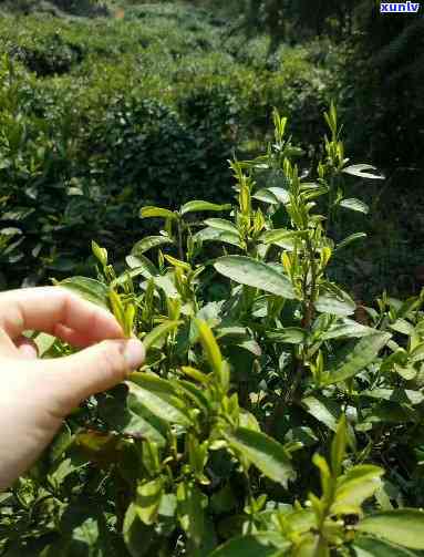 仙寓山野茶价格图片-仙寓山野茶好不好