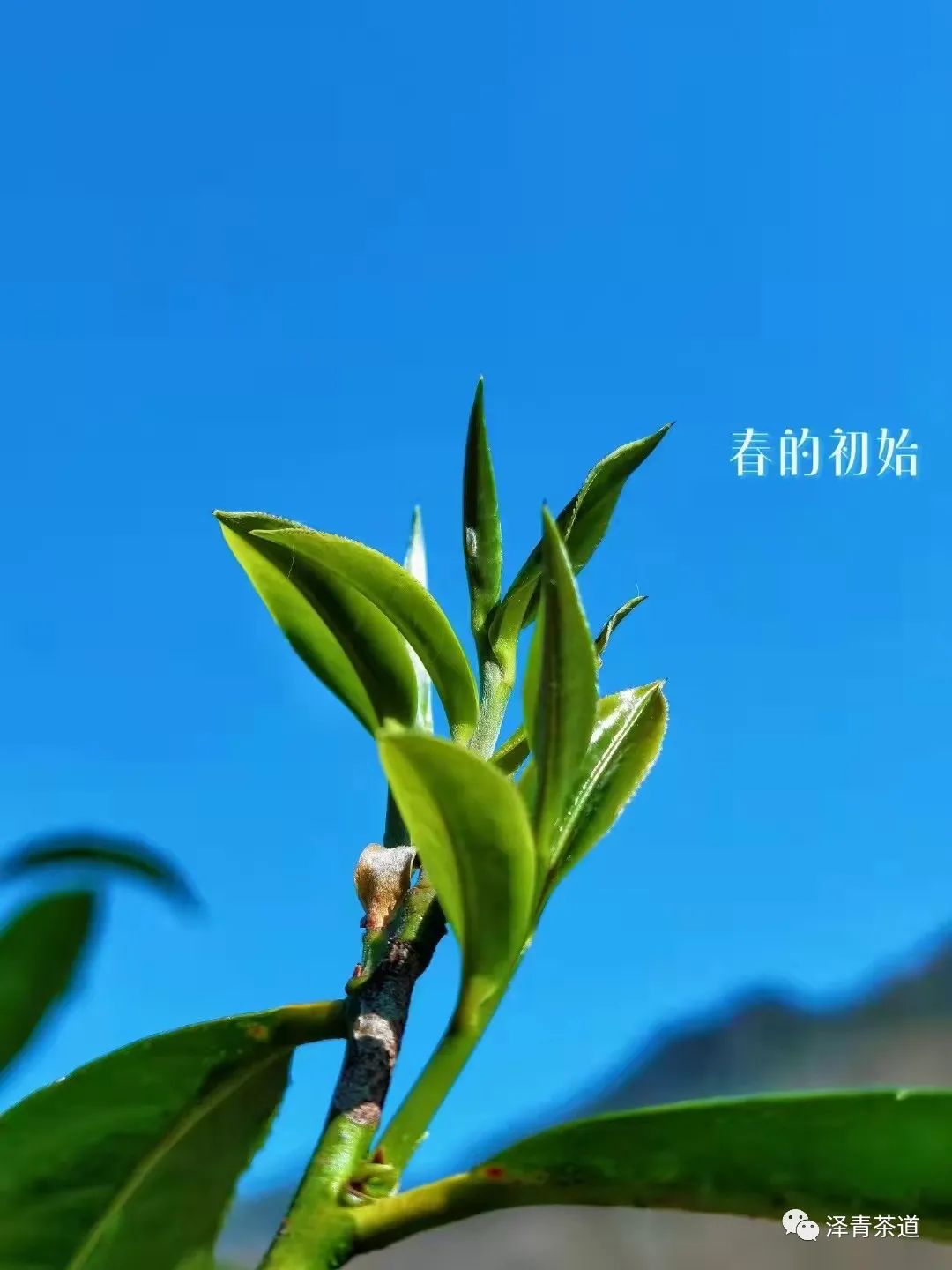 富硒水和茶哪个好一点呢