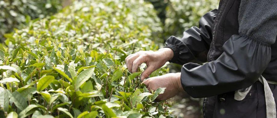 富硒水和茶哪个好一点呢