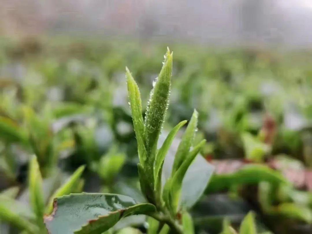 富硒水和茶哪个好一点呢