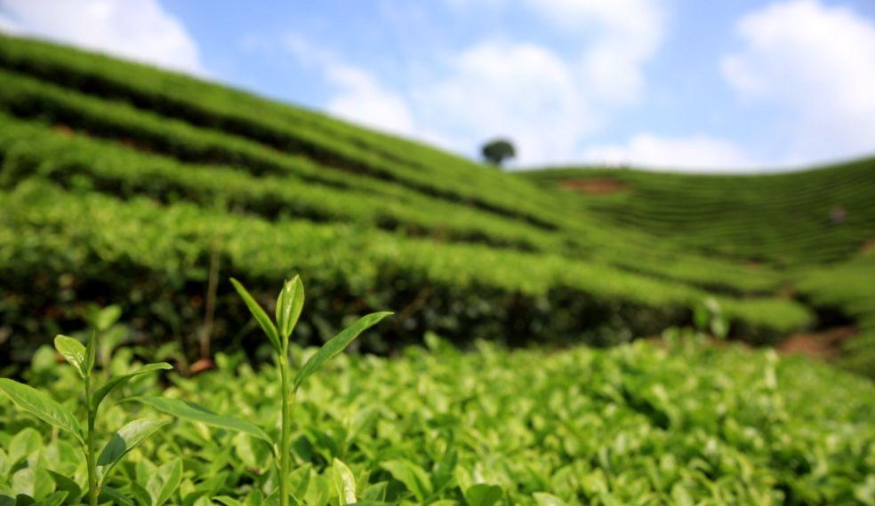 富硒水和茶哪个好一点呢