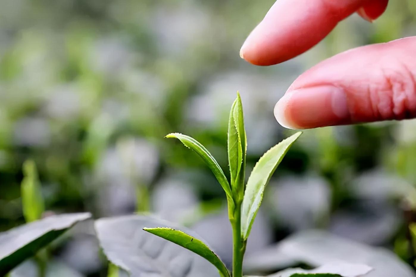 富硒水和茶哪个好一点呢