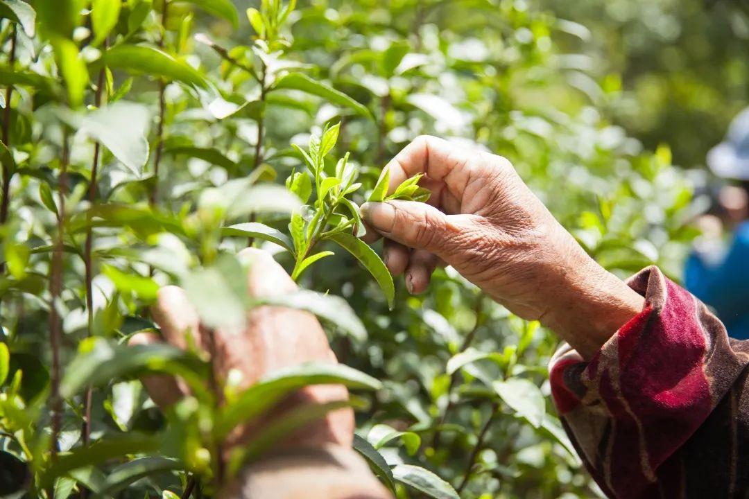 富硒水和茶哪个好一点呢