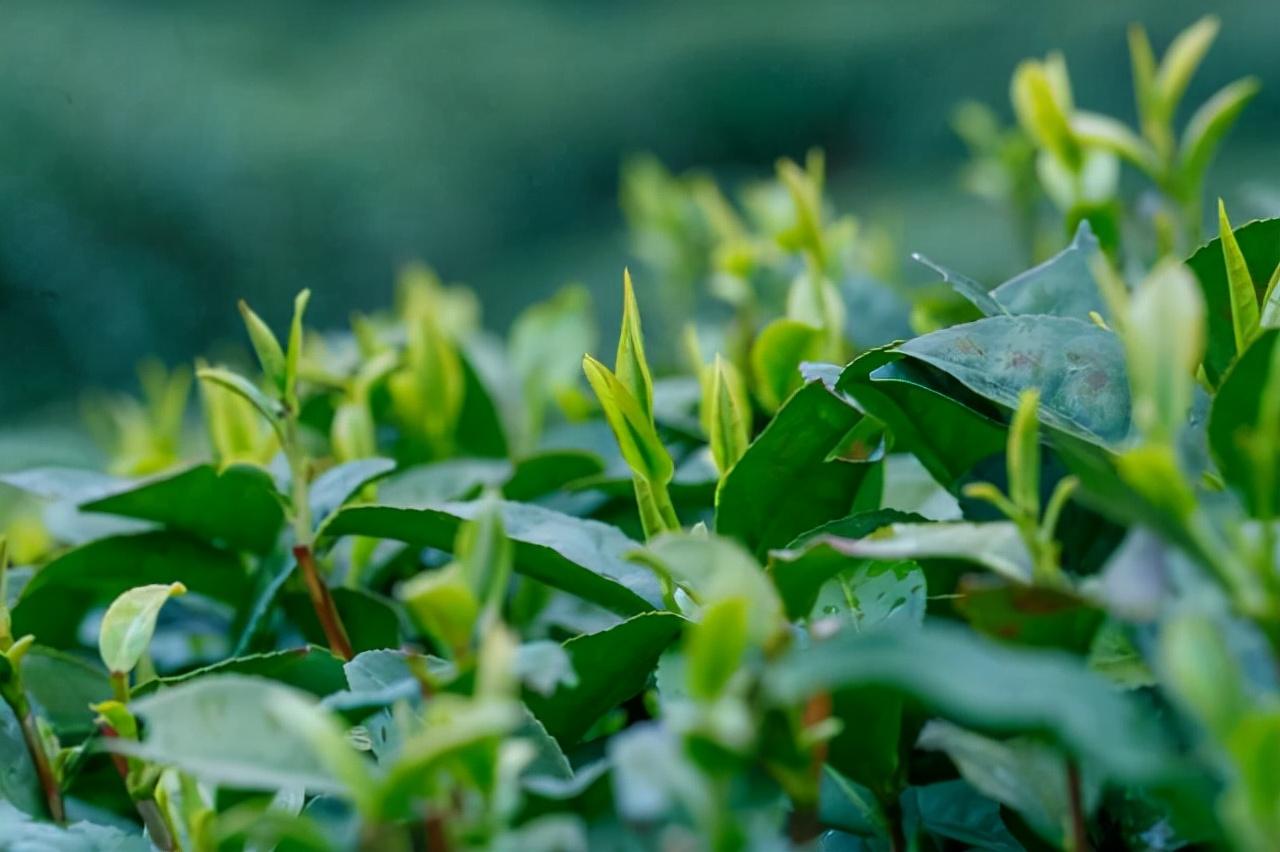 富硒水和茶哪个好一点呢