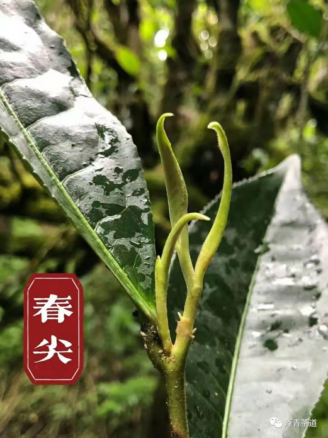 富硒水和茶哪个好一点呢