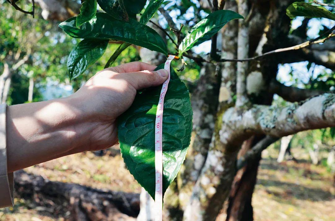 富硒水和茶哪个好一点呢