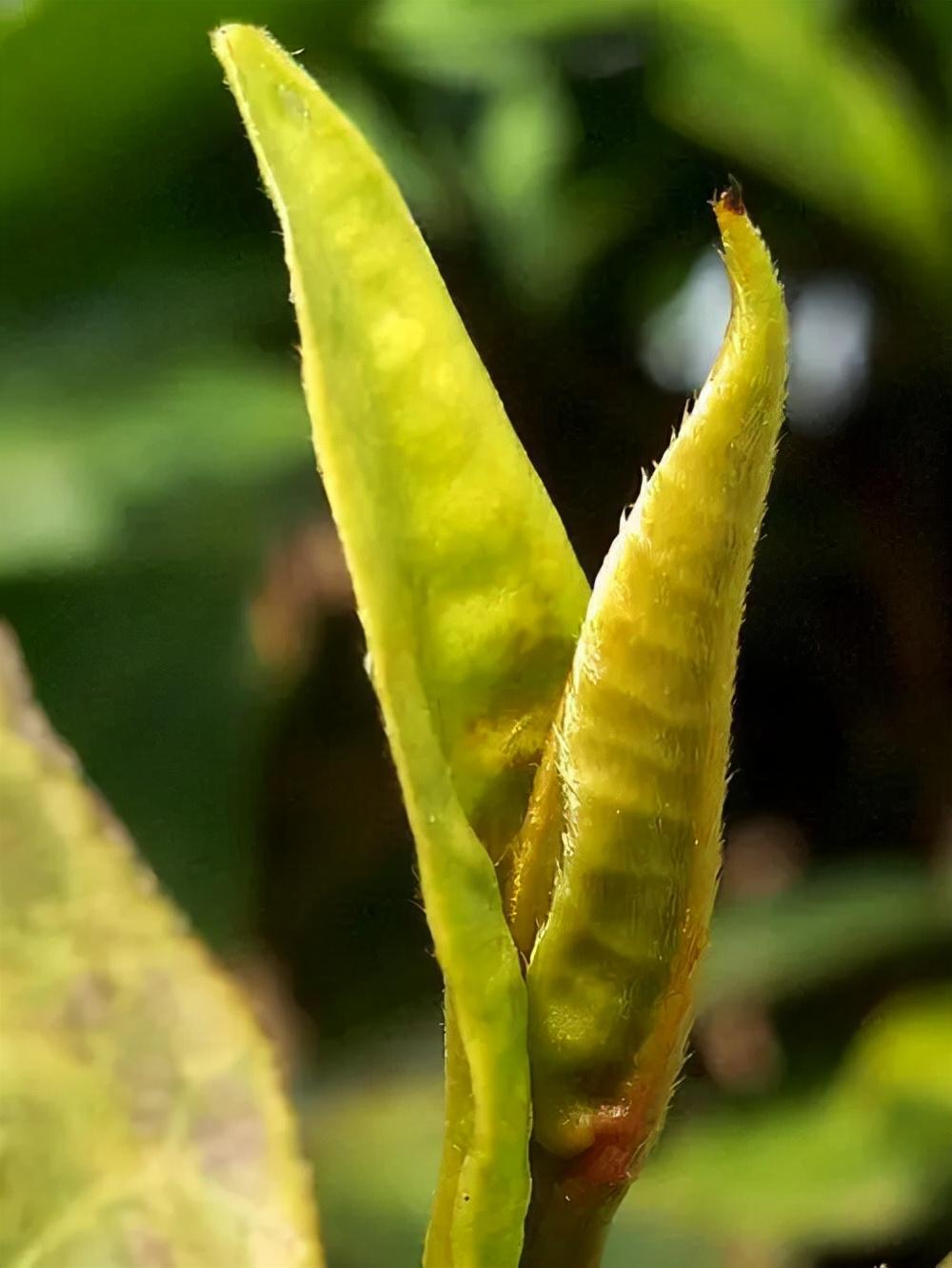 富硒水和茶哪个好一点呢