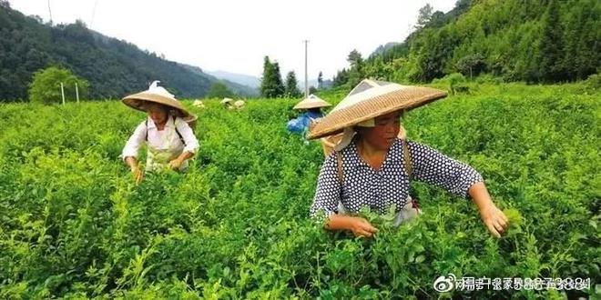 500克张家界富硒莓茶