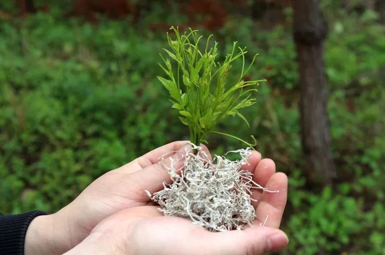 富硒龙须藤茶多少钱一斤