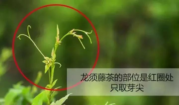 富硒龙须藤茶多少钱一斤