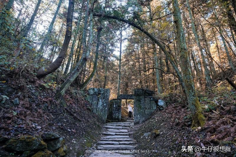 富硒仙寓山野茶多钱一盒