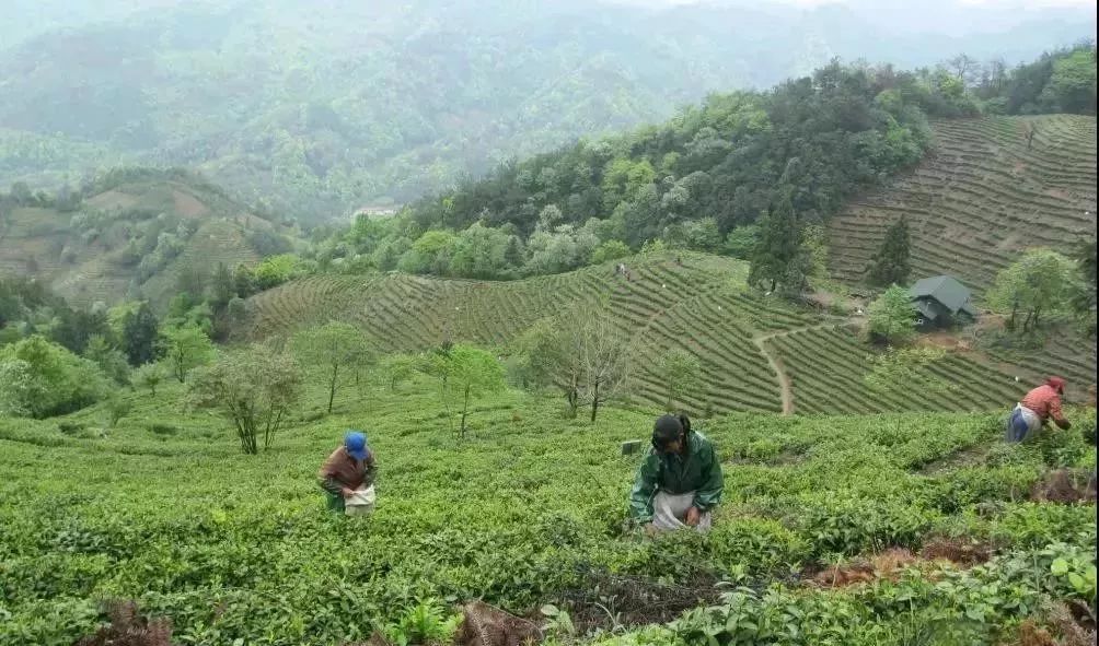 四大富硒茶乡是哪里产的