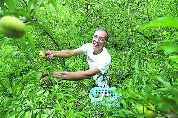 开阳县富硒茶多少钱一斤