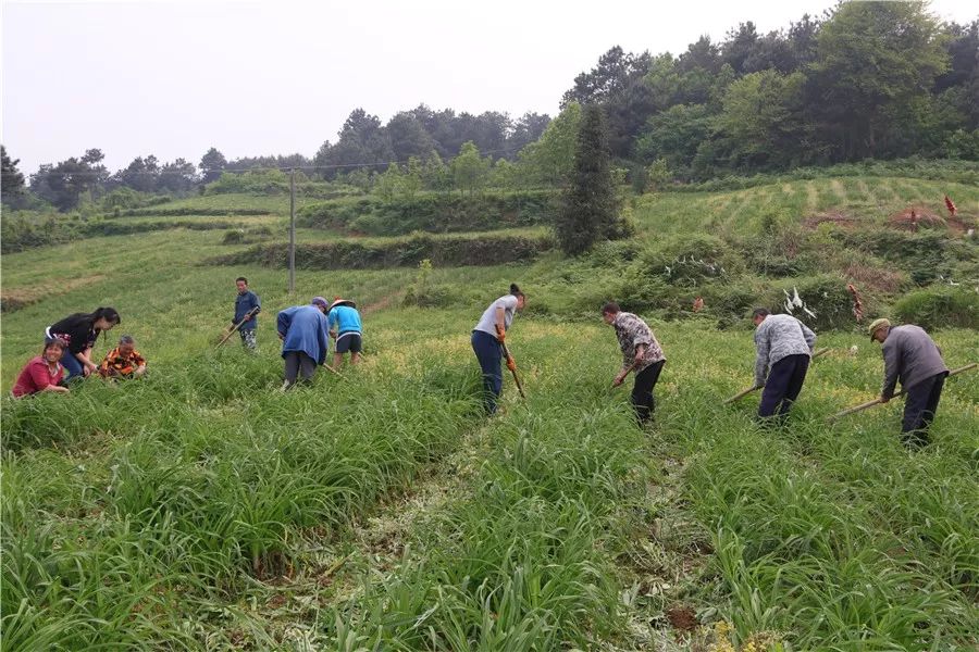 开阳县富硒茶多少钱一斤