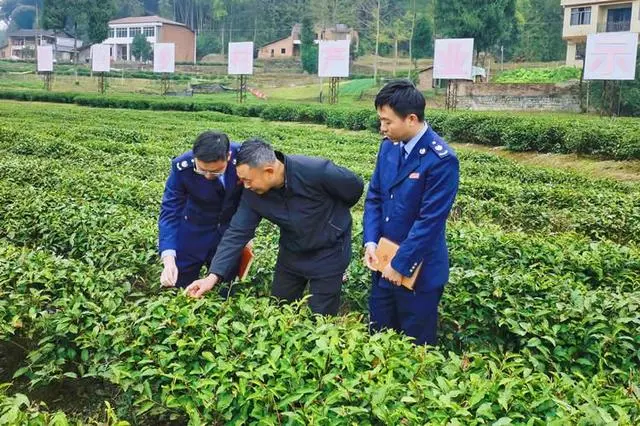 万源市富硒茶的市场规模