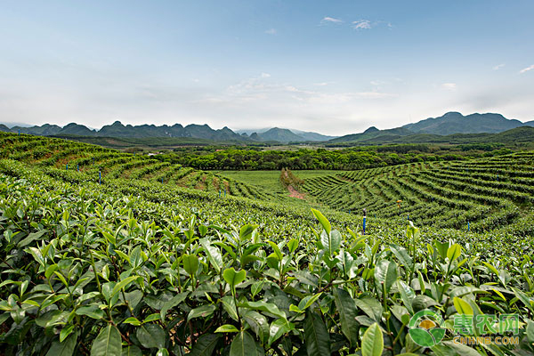 一斤富硒雀舌茶价格表图