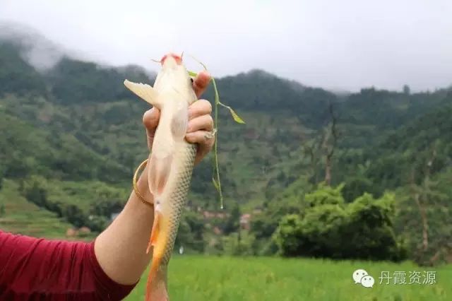 富硒大米什么时候开始吃