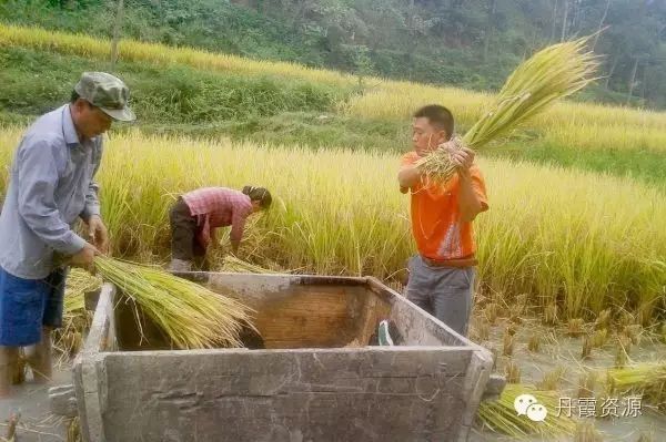 富硒大米什么时候开始吃