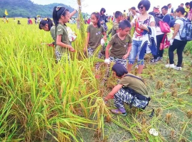 富硒大米什么时候开始吃