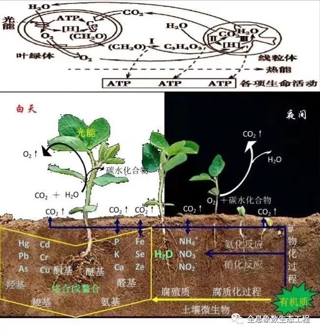 富硒大米什么时候开始吃