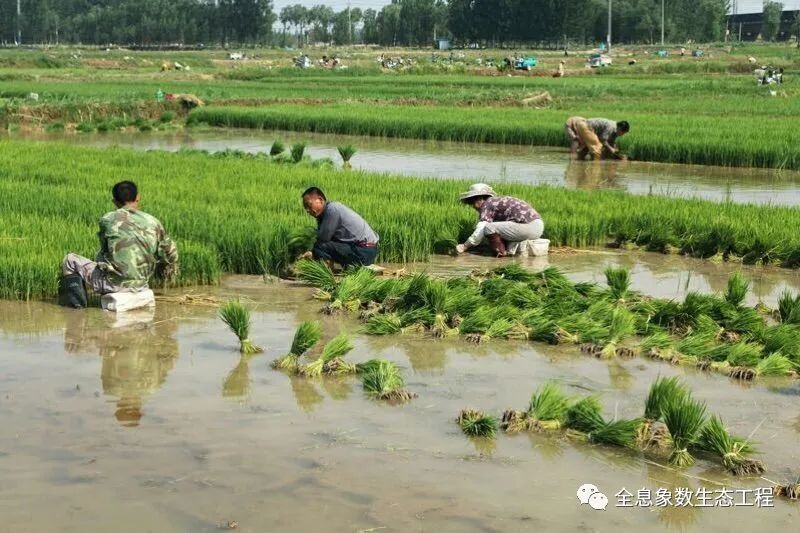 富硒大米什么时候开始吃