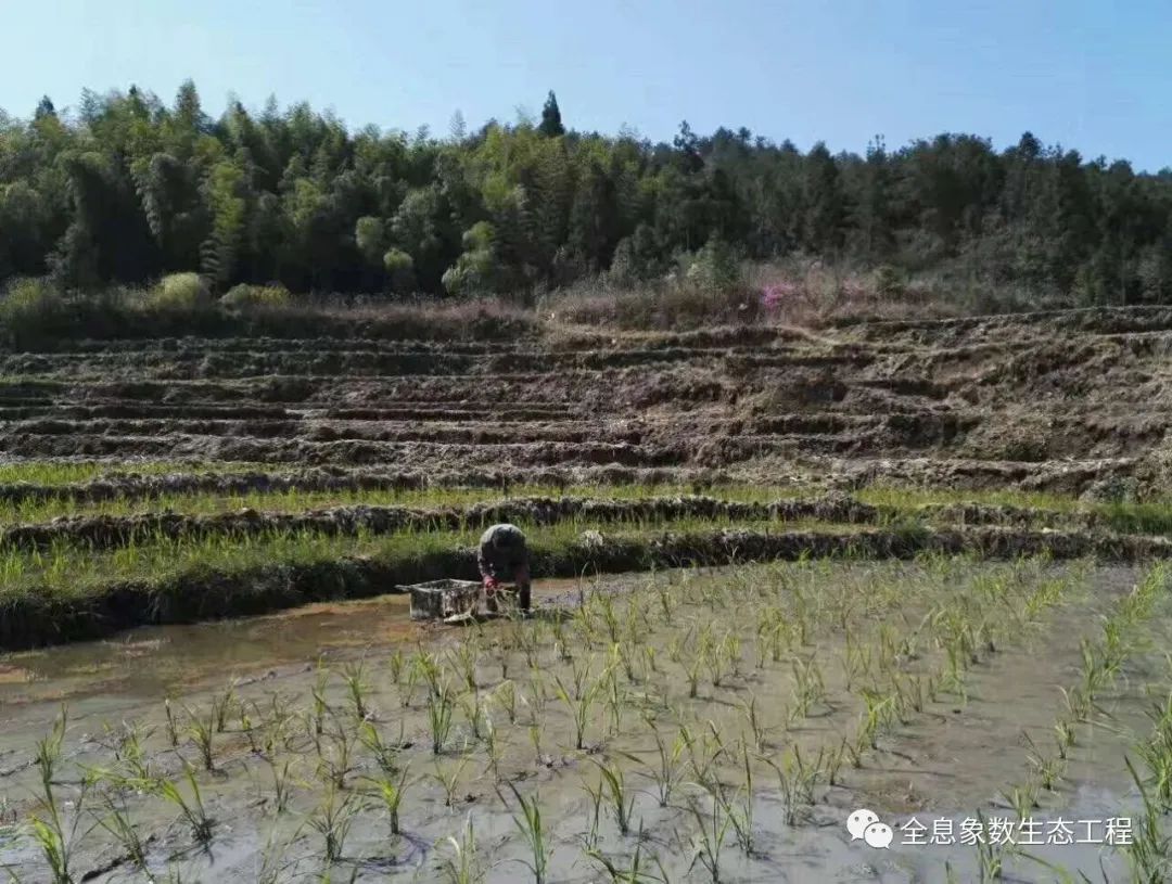 富硒大米什么时候开始吃