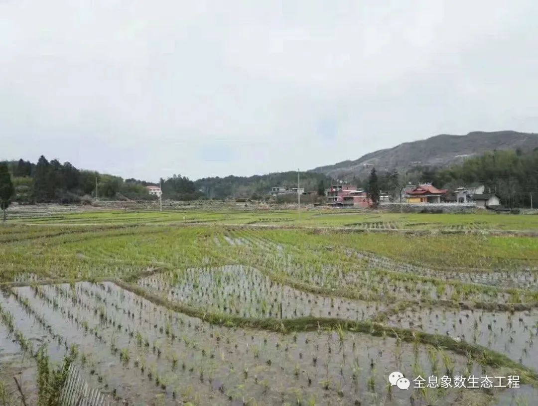 富硒大米什么时候开始吃