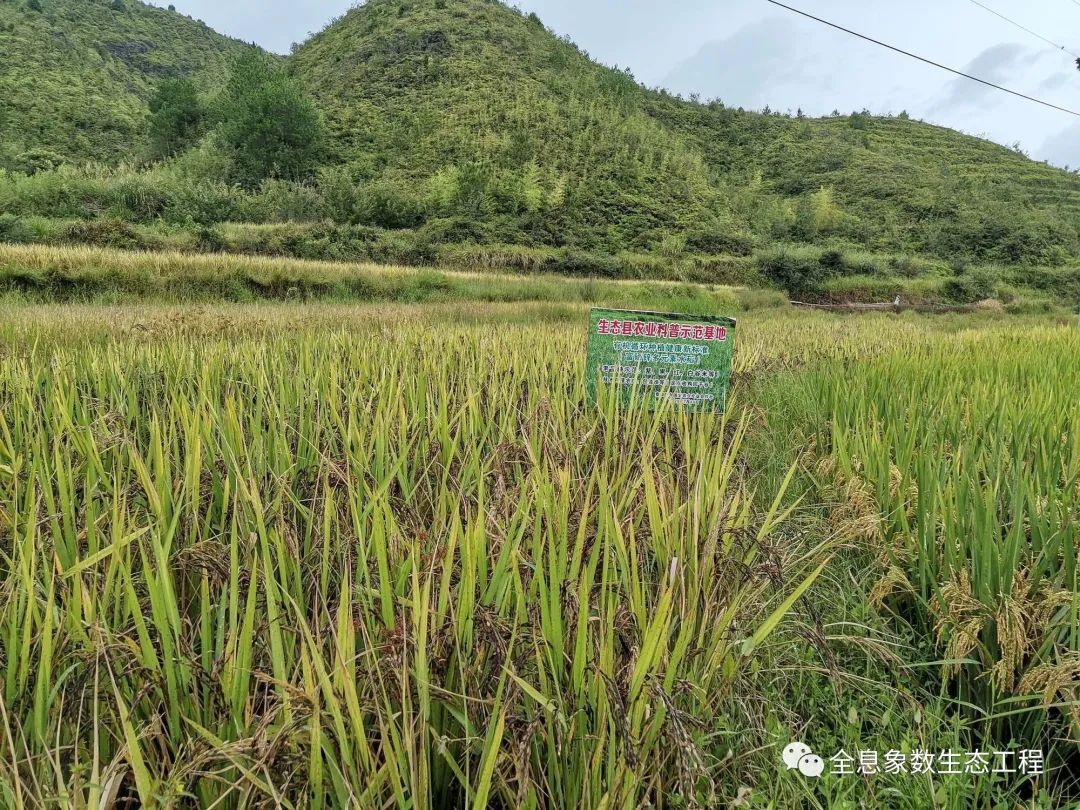 富硒大米什么时候开始吃