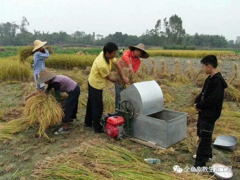 富硒大米什么时候开始吃