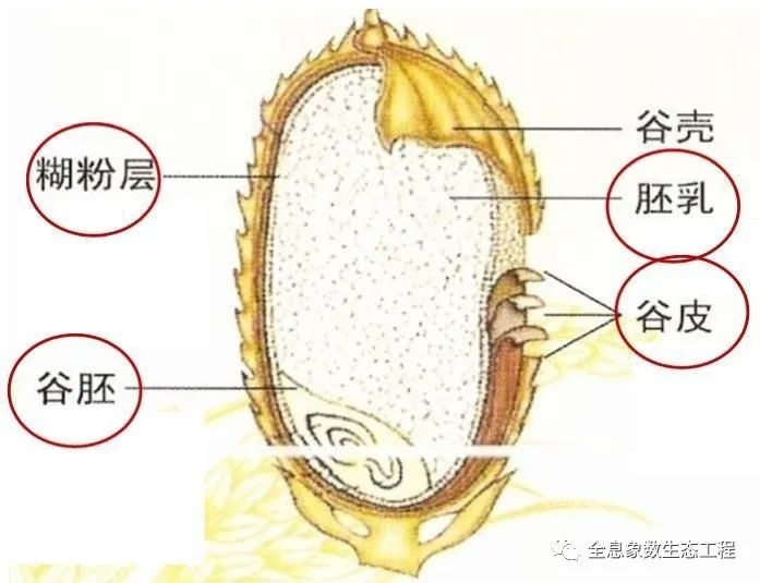 富硒大米什么时候开始吃