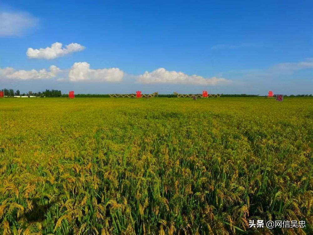 宁夏  富硒大米 企业