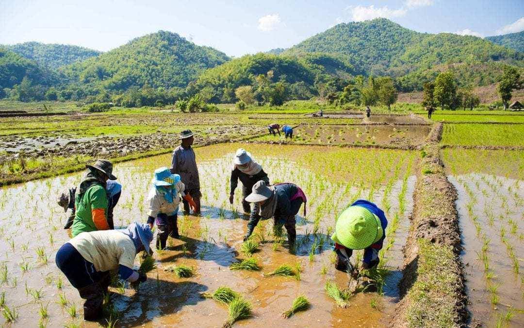 富硒大米的市场定位方式