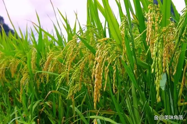 景阳富硒大米产地是哪里