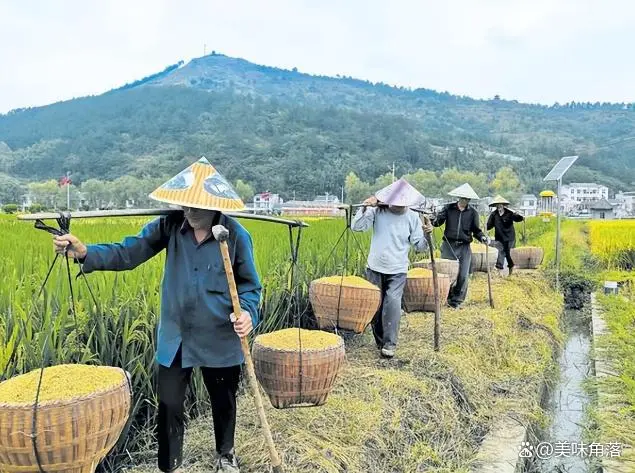 景阳富硒大米产地是哪里