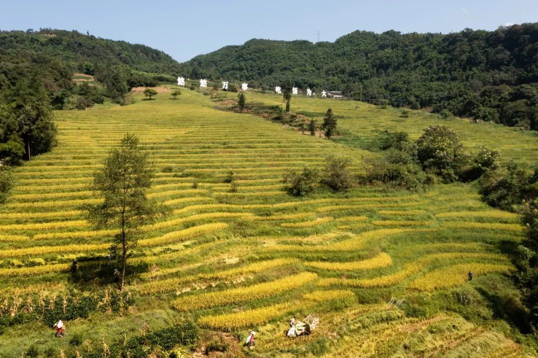 高笋富硒大米怎么吃最好