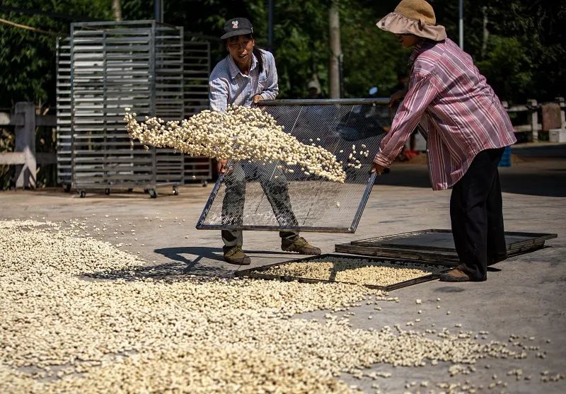 高笋富硒大米怎么吃最好