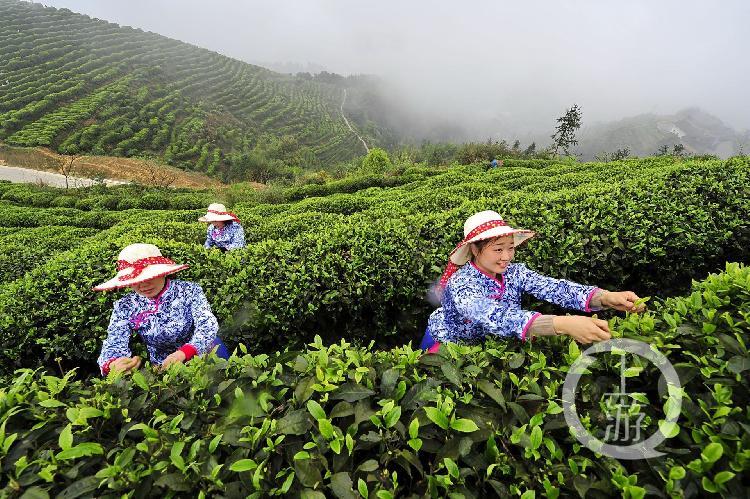 江津种植的富硒大米价格