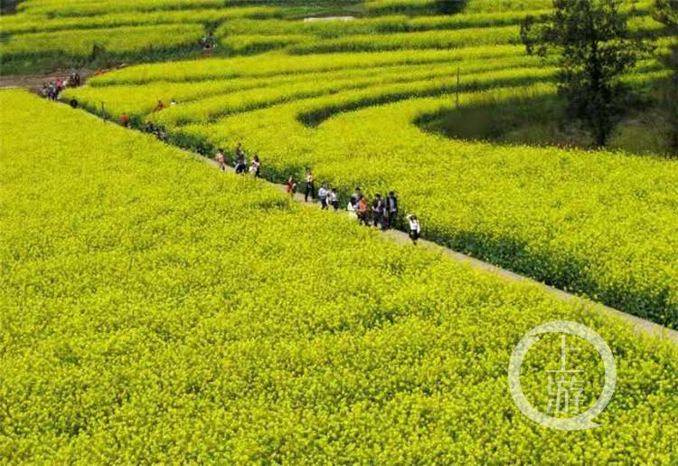 江津种植的富硒大米价格