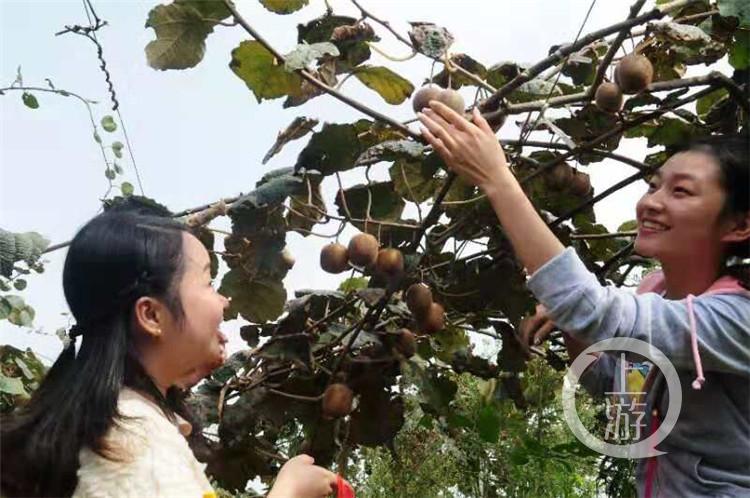 江津种植的富硒大米价格