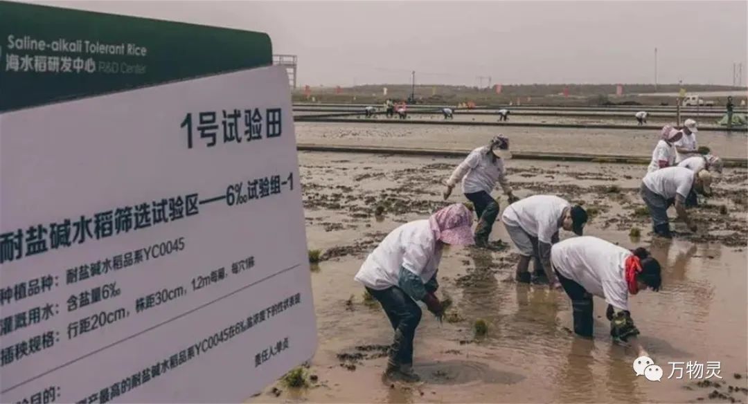 新疆广禾富硒大米好吃吗