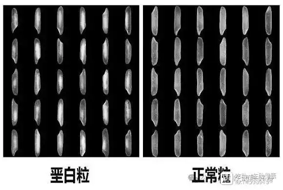 富硒大米长粒子怎么回事