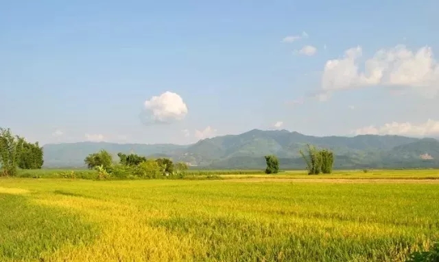 景阳富硒大米种子价格表