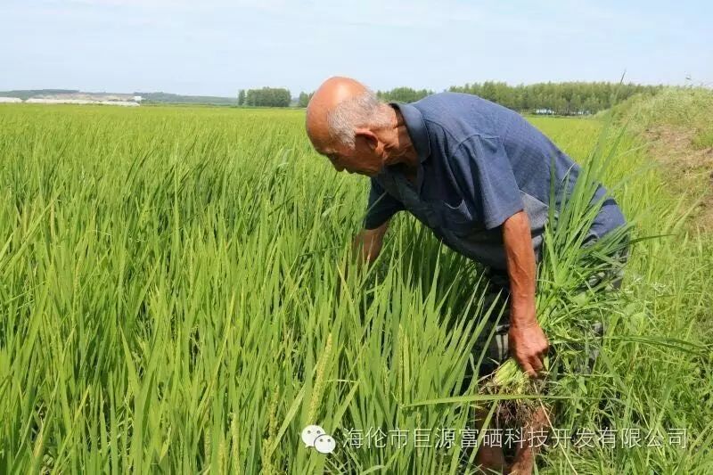 为什么吃富硒大米会胖人