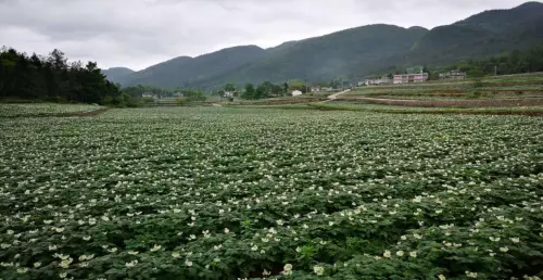 利川南坪一里香富硒大米